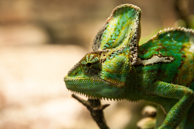 Portret green chameleon on the plante