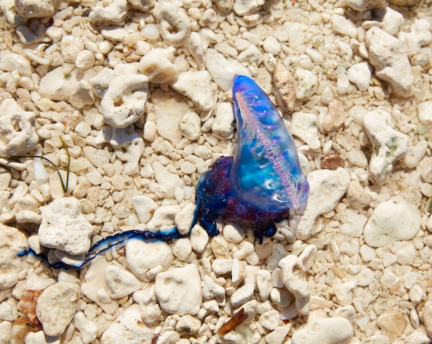 Portuguese man o war Physalia physalis jellyfish