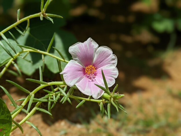 Photo portulaca grandiflora flower plant