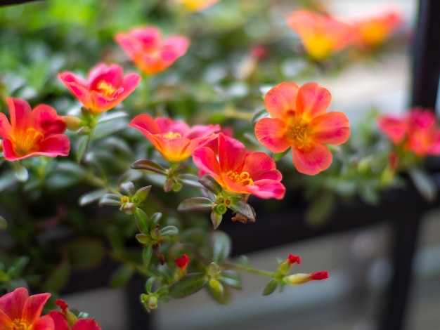 Portulaca oleracea flower for background