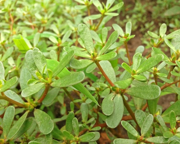 Photo portulaca oleracea plant with many benefits close up