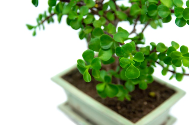 Portulacaria afra or Elephant Bush Bonsai Portulacaria isolated on a white background