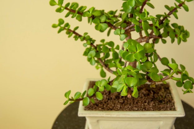 Portulacaria afra or Elephant Bush Bonsai Portulacaria