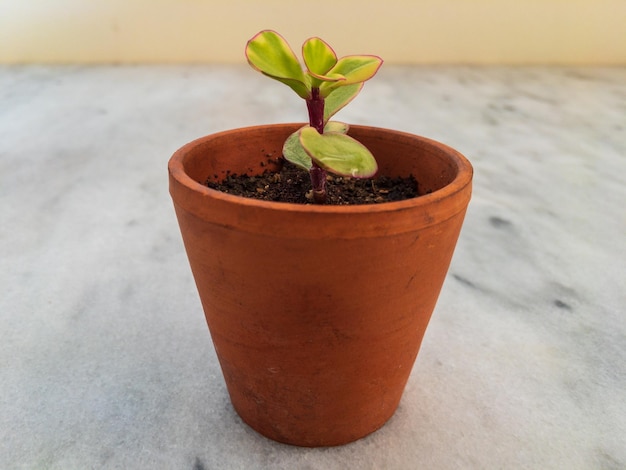 Portulacaria rainbow plant in a tiny terracotta pot