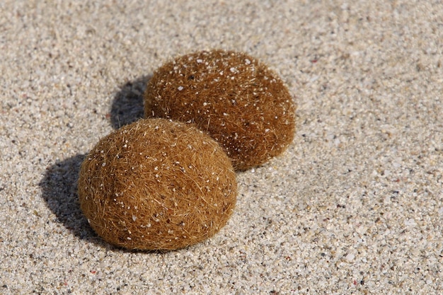 Posidonia oceanica on the beach sand in Formentera, Spain.