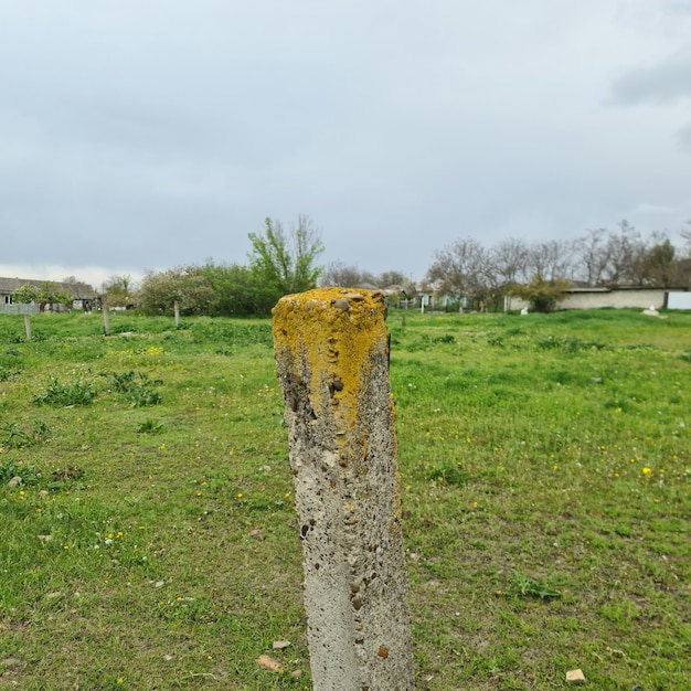 A post with a yellow spot on it is surrounded by grass and trees.