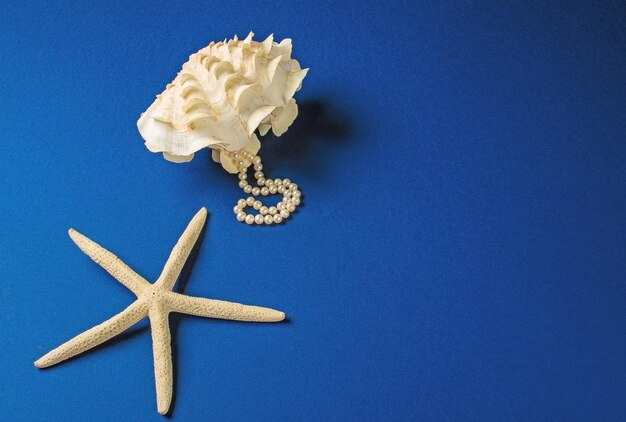 Postcard template with sea shore sea clam shell and starfish on blue backgroundMock up