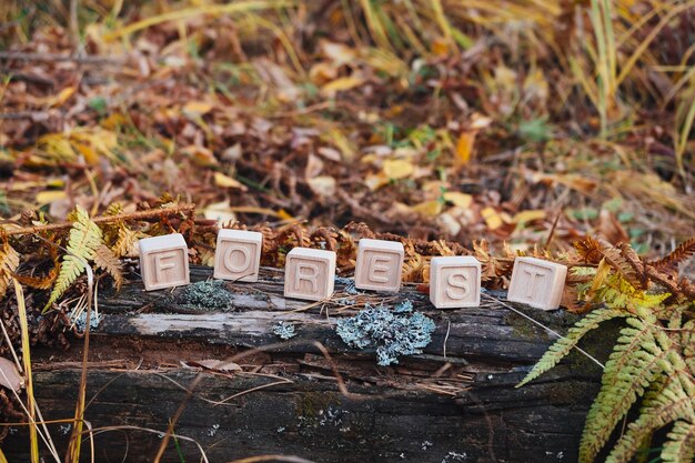 The posted inscription is autumn A word made of wooden cubes Cones and needles in the autumn forest The concept of nature conservation