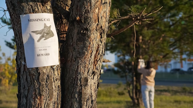 Poster of missing cat with picture hangs on tree and woman owner sticking papers on trunks in city park in sunny autumn evening close view