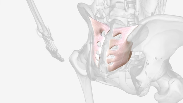 Photo posterior intercsseo sacroiliac ligament