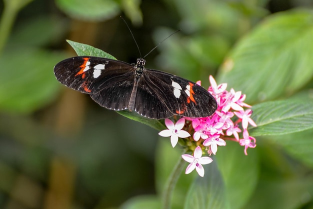 Postman Butterfly heliconius melpomene