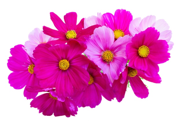 Posy of Cosmos pink flowers isolated on white