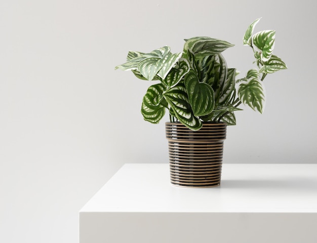 A pot of fake green plants on the table