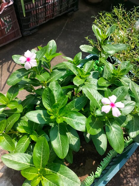 Photo a pot of flowers with a small white flower in it