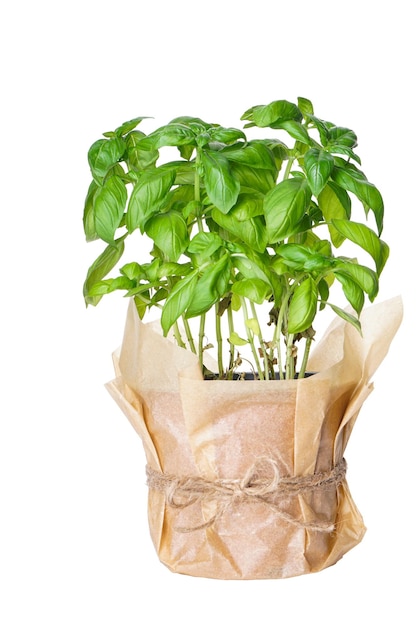 Pot of fresh basil isolated on white background