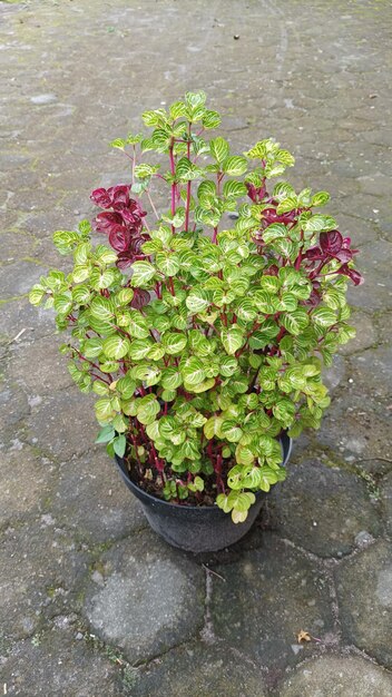 A pot of green and purple herb with the leaves of the plant in the background.