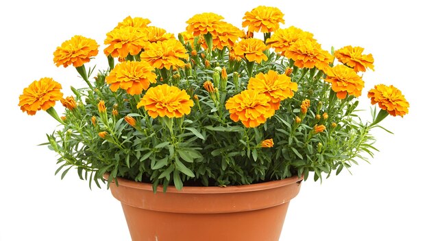 Photo a pot of marigolds with bright orange and yellow flowers known for their vibrant color and pestrepellent properties growth no people photography cut out gardening springtime flower botany