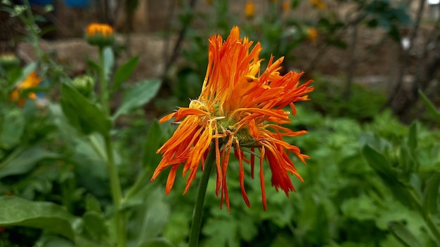 Pot Merigold Tagetes erecta or Calendula flower