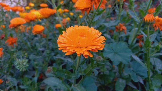 Pot Merigold Tagetes erecta or Calendula flower