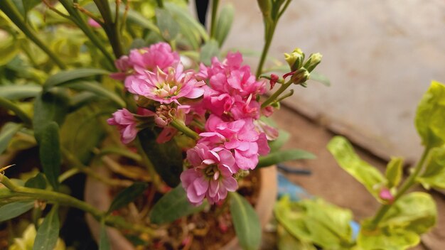 a pot of pink flowers with the word  spring  on it