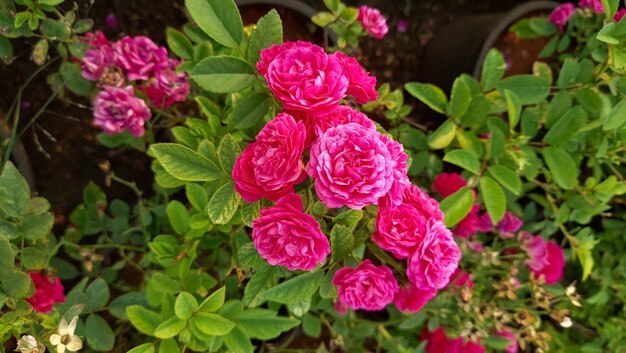 A pot of pink roses with green leaves in the background.