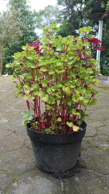 A pot of red and green plants with the word rhubarb on it