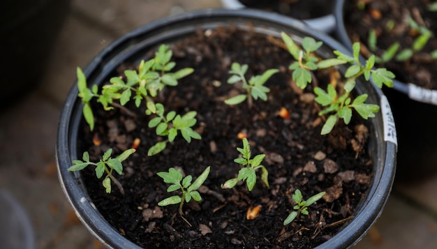 A pot of seedlings with the word seedlings on the top.