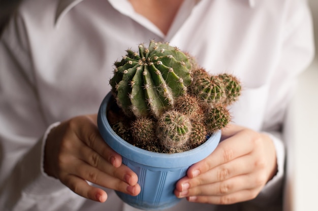 A pot of succulents in your hands