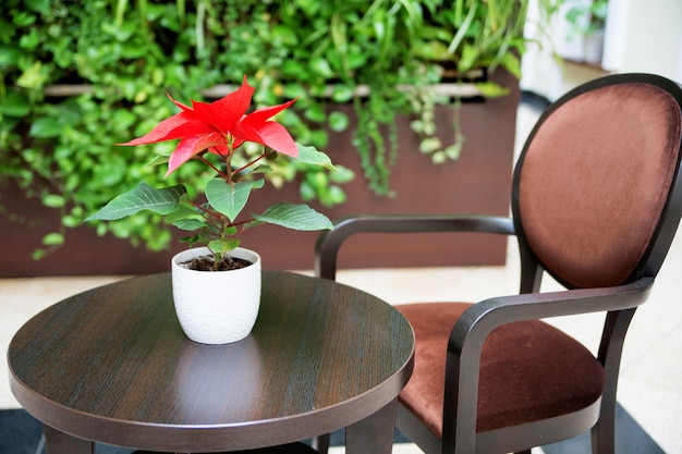 Pot with flower poinsettia on the table