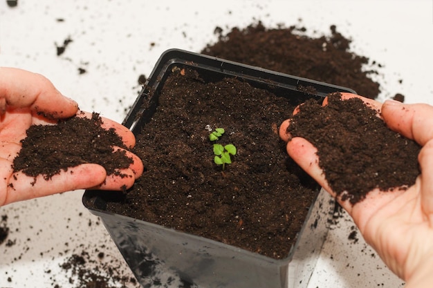 A pot with a house plant planting a green seedling