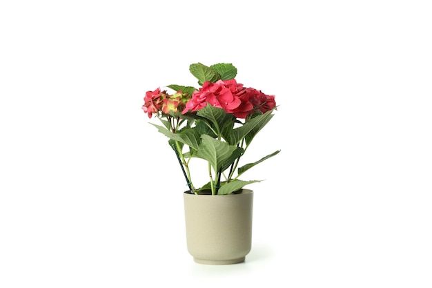 Pot with hydrangea isolated on white background