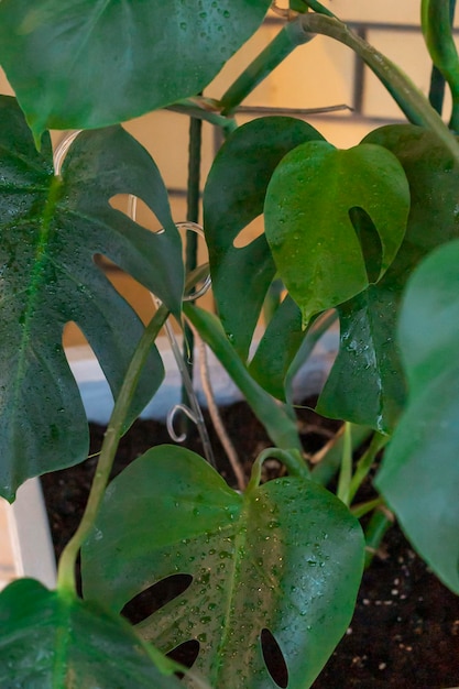 A pot with a monster tree in a large clay pot against a beige brick wall Selective focus