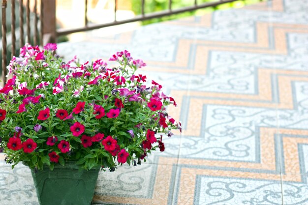 Pot with petunias on the balcony