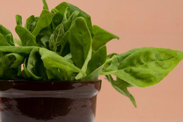 Pot with raw spinach leaves isolated