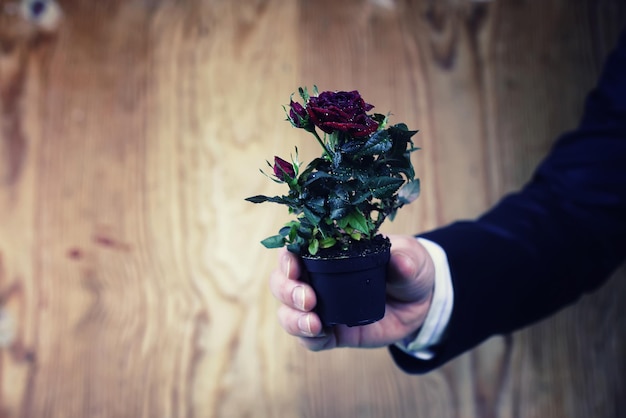 Pot with rose in a hand man suit background