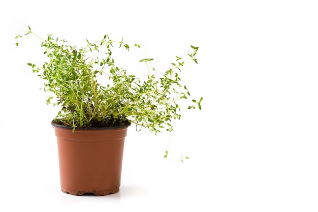 Pot with thyme plant isolated on white