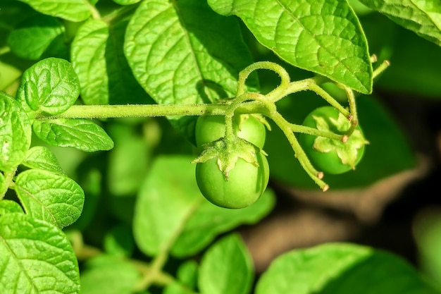 Potato berries grow on a potato bush. potato seed cultivation concept