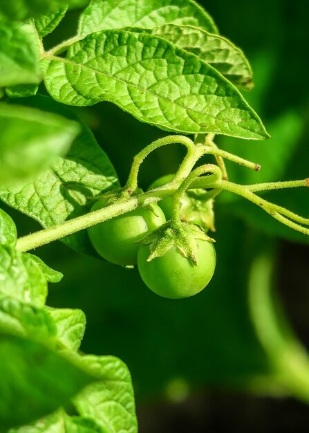 Potato berries grow on a potato bush. potato seed cultivation concept