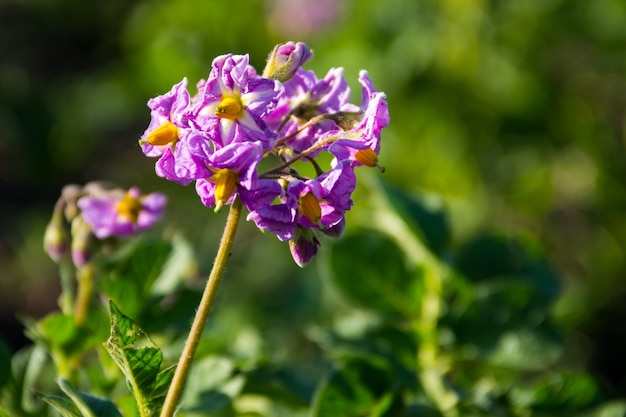 Potato blossom in the garden