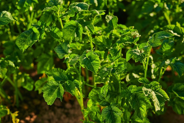 Potato bushes in the garden closeup