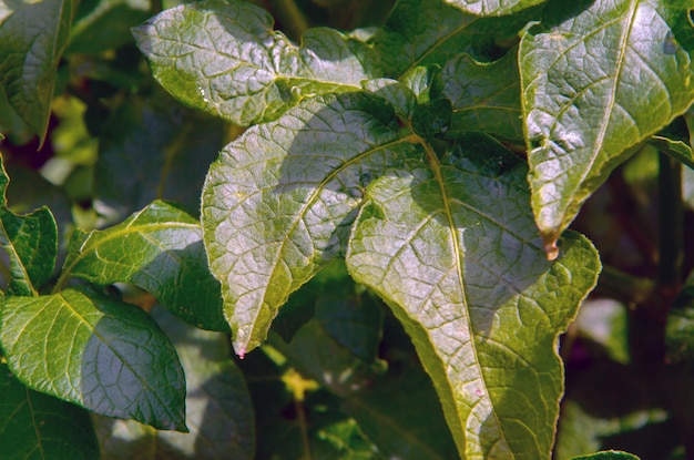 Potato bushes grow on a potato farm potato cultivation concept green potato leaves background