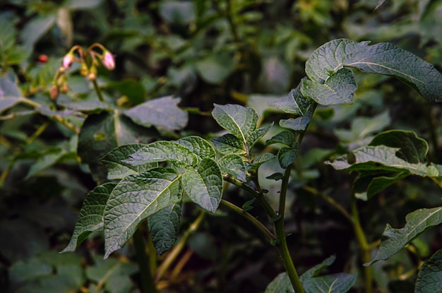 Potato bushes grow on a potato farm potato cultivation concept green potato leaves background