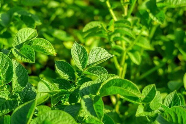 potato bushes grow on a potato farm in the rays of the setting sun. potato cultivation concept