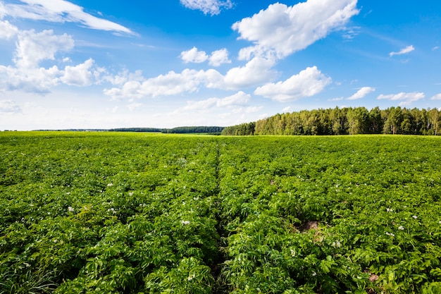 Potato field - an agricultural field on which grow up potatoes. summertime of year