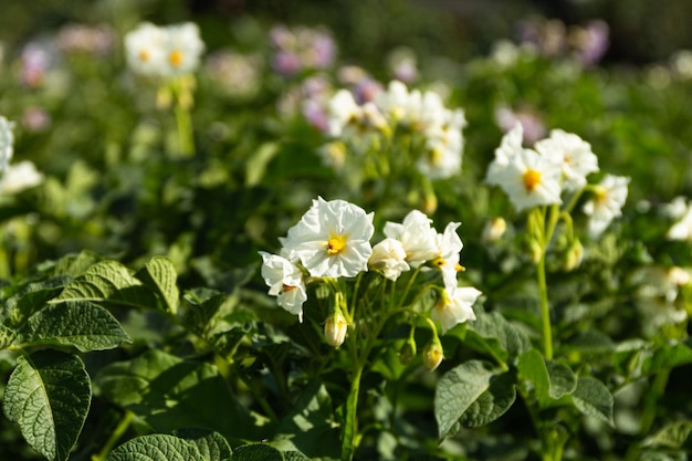 Potato field Potatoes are blooming in the field in the garden Potato flowers against the sky