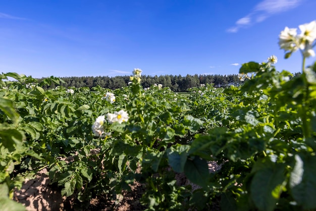 Potato field with green bushes of flowering potatoes