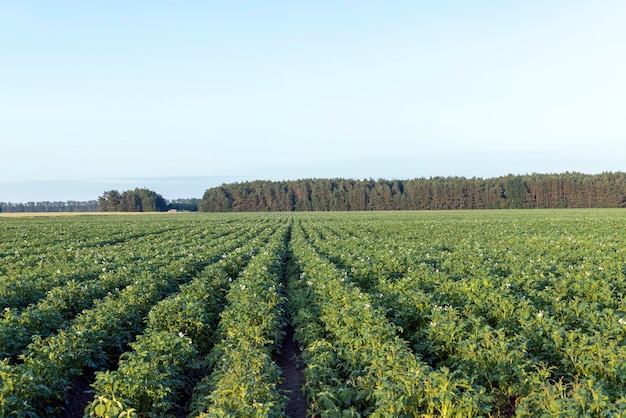 Potato field with green plants