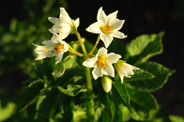 potato flower blooms on a potato bush