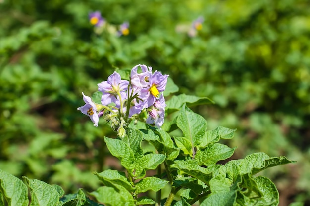 Potato flowers blooming in agriculture organic farm field Vegetables in bloom