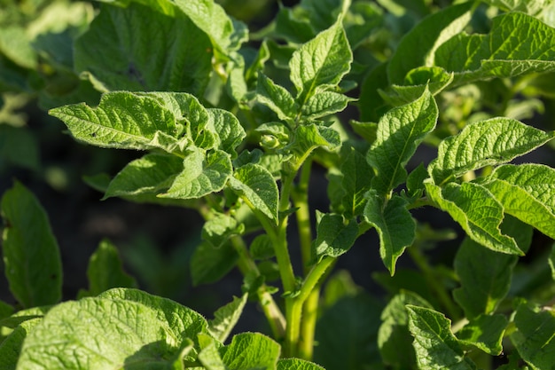 Potato plant growing on the soil